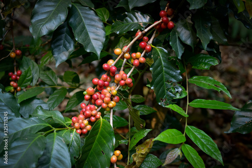 Arabica coffee beans cooked on the tree. Planted in the highlands of Chiang Mai province.