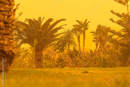 Sand storm against palm trees. Mist with sand and dust from Africa. Calima on Canary Islands. Tenerife, Puerto de la Cruz. photo