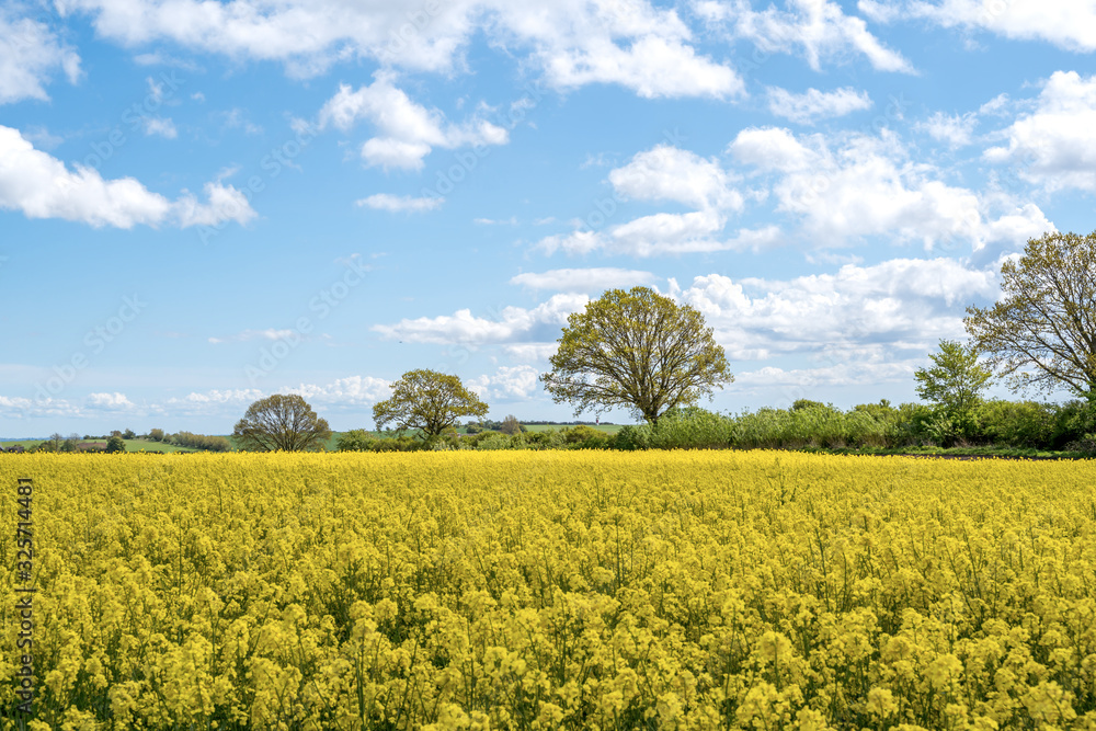 Landscape with rapeseed field and blue sky selective focus Landscape with rapeseed field and blue sky selective focus