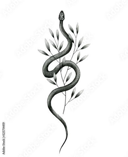 snake and plant pencil drawing, vintage style graphic black and white
