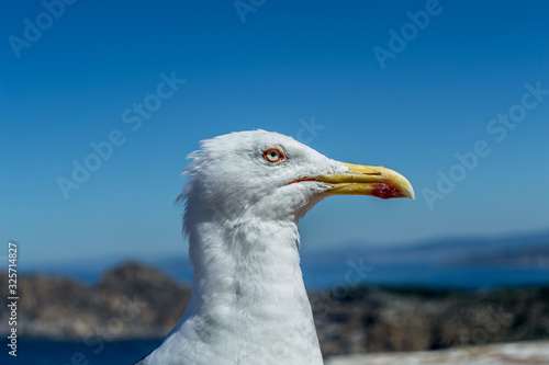 Closed-up photography of the head of a white seagull with yellow beak in a unfocused marine background