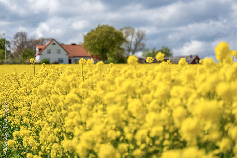 Farm house in the middle of farmland and fields, selective focuse Farm house in the middle of farmland and fields, selective focuse