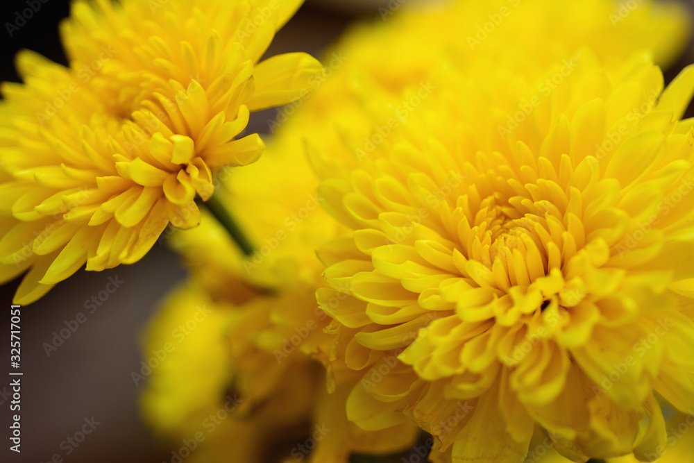 Closeup bouquet of bright yellow chrysanthemum flowers. Closeup bouquet of bright yellow chrysanthemum flowers.