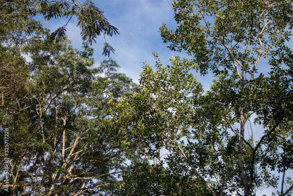 Obraz premium Plants and trees in Cuyabeno Wildlife Reserve, Ecuador