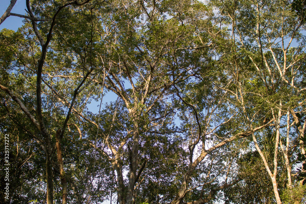 Obraz premium Plants and trees in Cuyabeno Wildlife Reserve, Ecuador