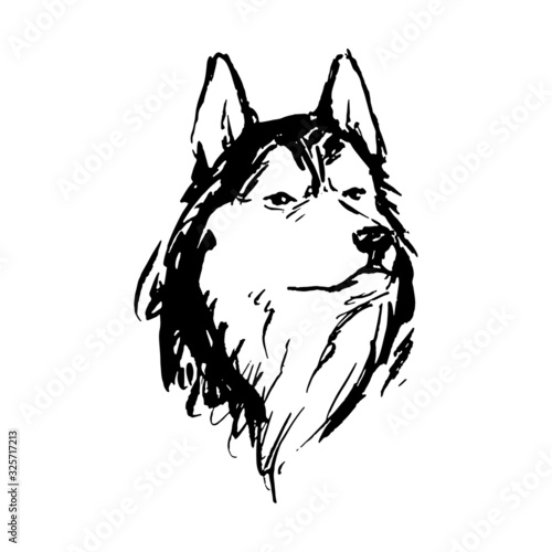 Husky head illustration