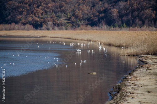 Birds in Prespa Lake, Macedonia photo