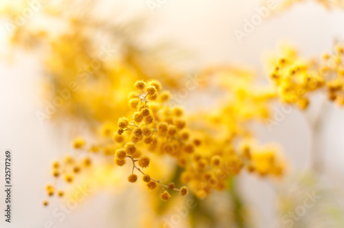 Canvastavla Disfocused mimosa flowers with bokeh light. 8th March Concept