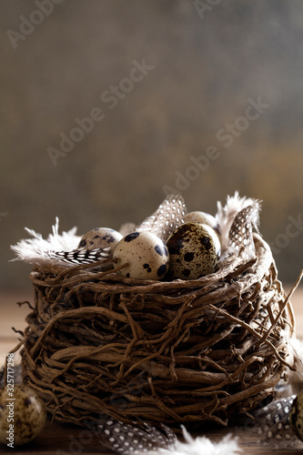 nest and quail eggs with feathers on dark background