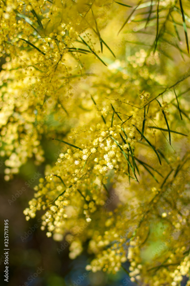 Fototapeta premium Wattle mimosa flowers in a full bloom in spring garden. 8th March Women's Day Concept