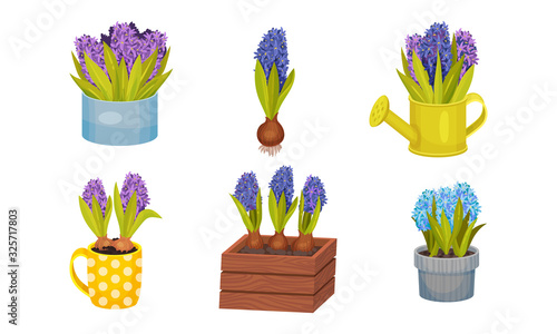 Hyacinth Flower Bunch in Blue Color Growing in Flowerpot and Wooden Crate