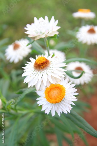 Daisy flower on green meadow