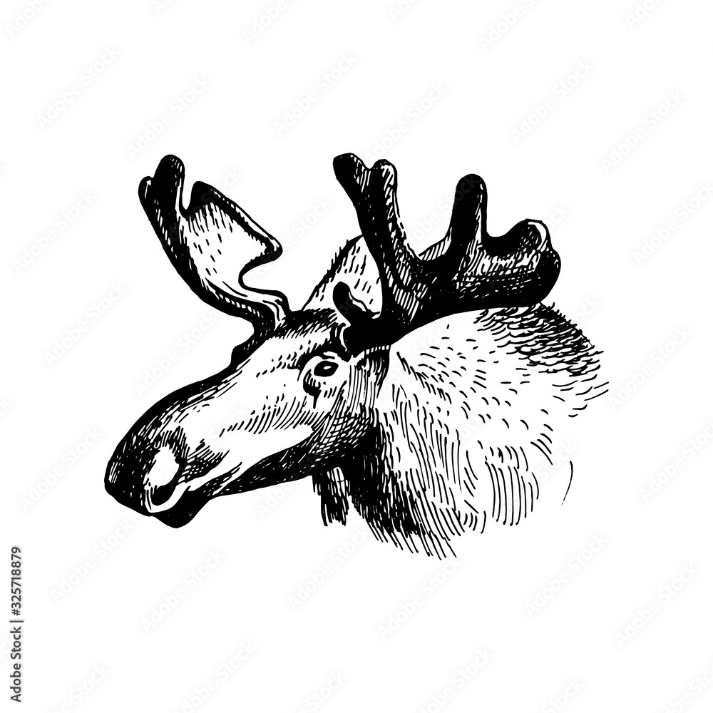 moose head with huge antlers sketch vector illustration isolated on ...