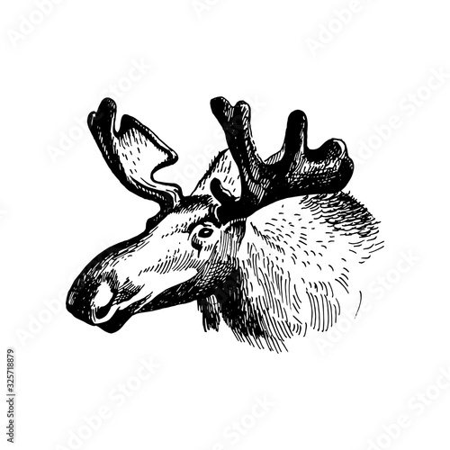 moose head with huge antlers sketch vector illustration isolated on white background.