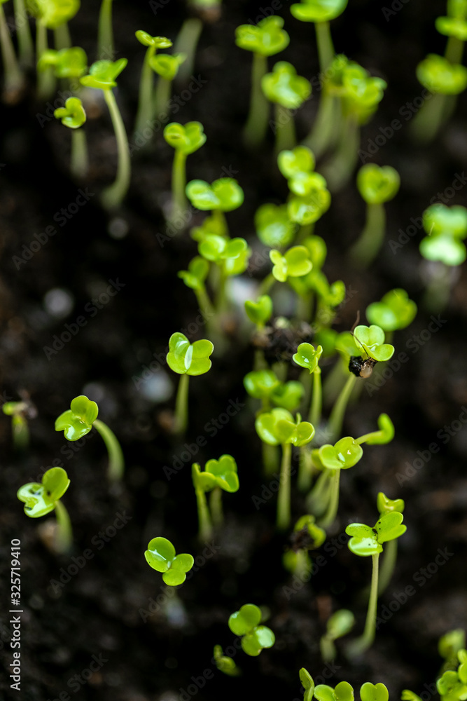Microgreen in a container close-up. Selective focus. Young spring crop of arugula. Useful greens for proper nutrition, grown by hand. Veganism and organic products. Microgreen in a container close-up. Selective focus. Young spring crop of arugula. Useful greens for proper nutrition, grown by hand. Veganism and organic products.
