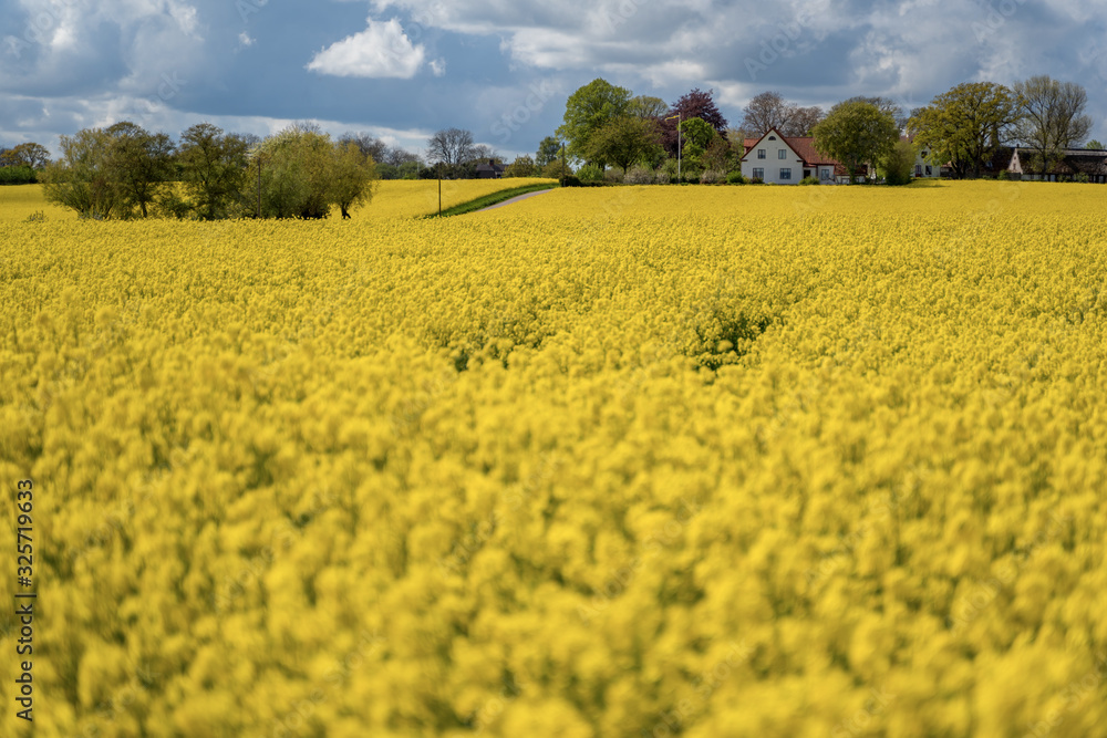 Field of yellow rape against the blue sky in Sweden Field of yellow rape against the blue sky in Sweden
