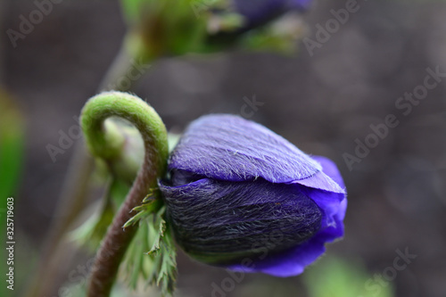 Beautiful blossom purple red  anemone flowers photo