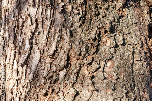 Textured bark of a deciduous tree, close-up, on a spring day.