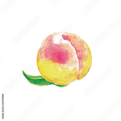 the peach Illustration drawn by watercolors