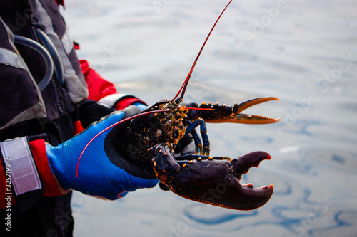 Lobster, little bernera lagoon_lewis