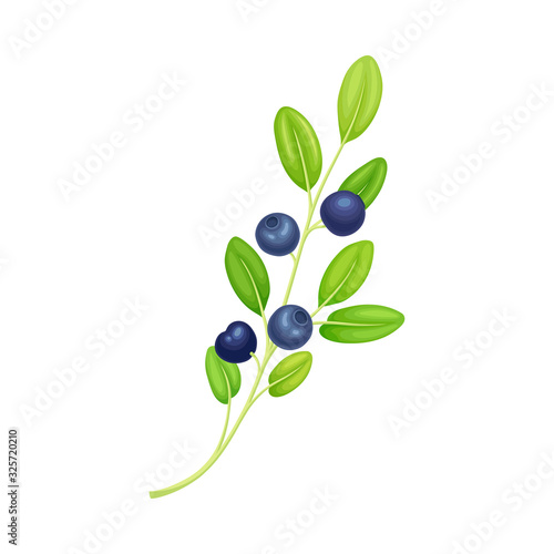 Blueberry Twig with Green Leaves Isolated on White Background Vector Illustration