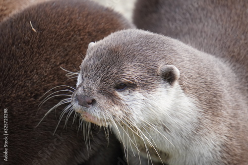 Asian small clawed otter
