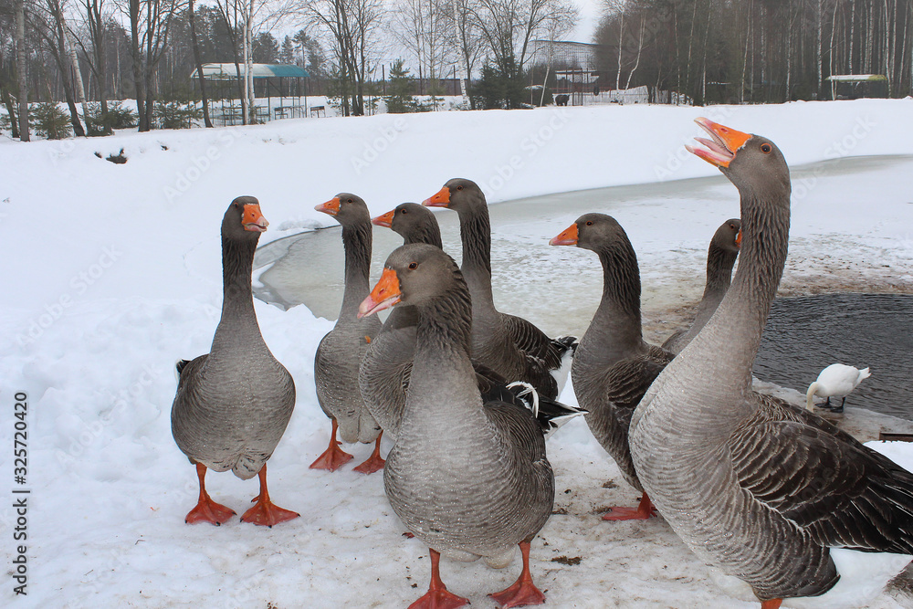 Obraz premium flock of geese on the snowy shore in winter