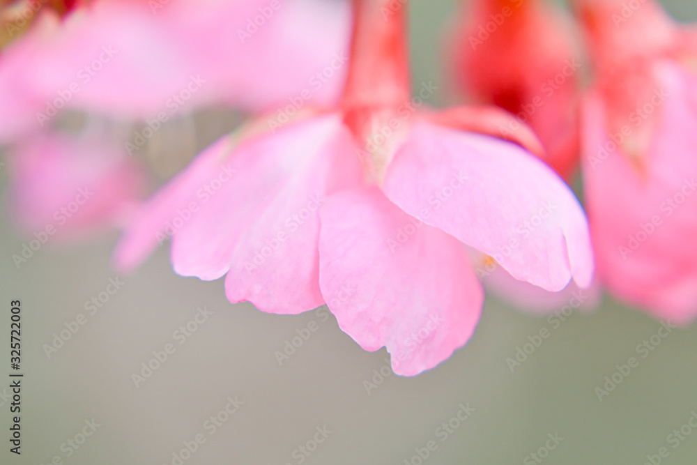 Fototapeta premium 時には下を見ようぞ 桜