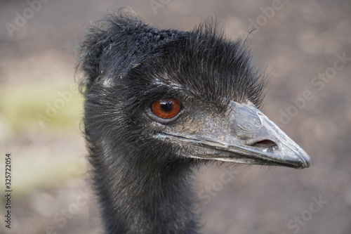 Emu photo