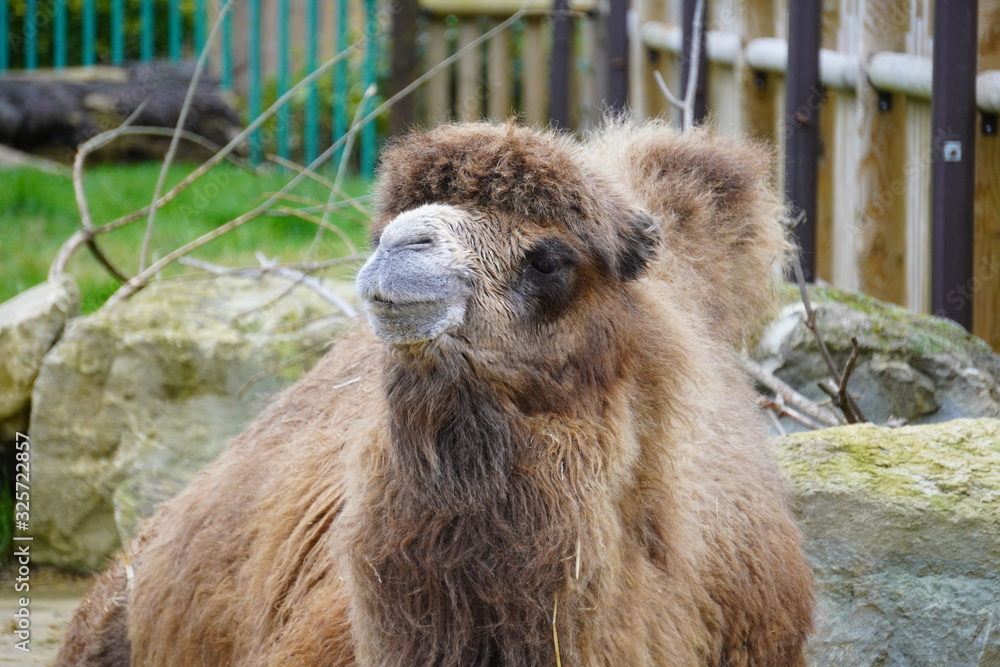 Fototapeta premium Bactrian camel