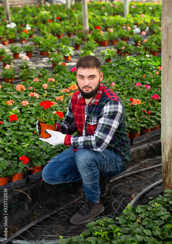 Positive male florist working with geranium plants in hothouse indoors © JackF
