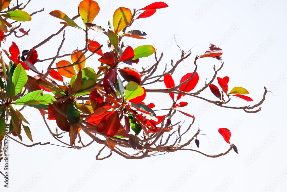 Indian Almond / Baddam, Badam tree and fruit, India almond branch,almond oil fruits,almond oil tree,badam,autumn leaves turn red,