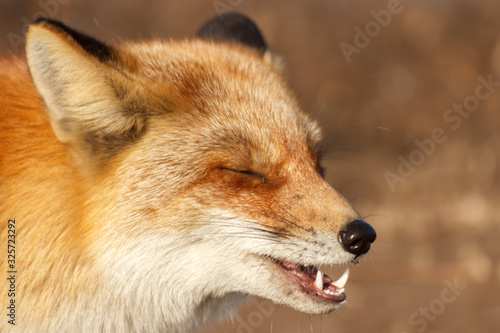 Close-up fox face while eating. © Сергей Рамильцев
