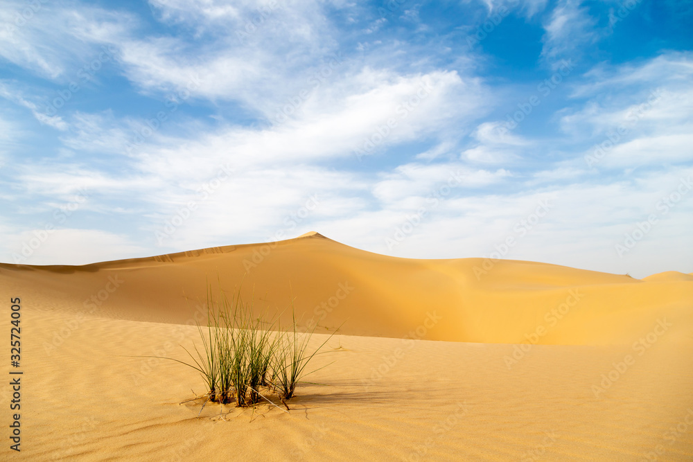 Desert landscape with sand dunes and green grass bush at the foreground