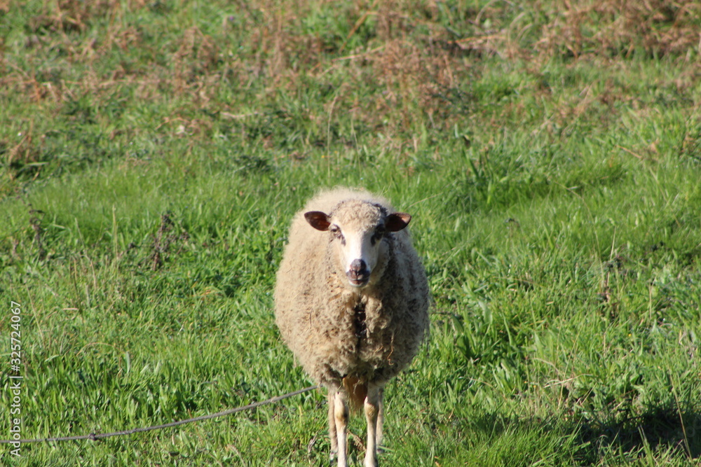 Obraz premium Sheep full of wool sunbathing
