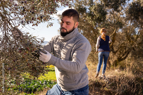 Guy gathering harvest in olive farm © JackF