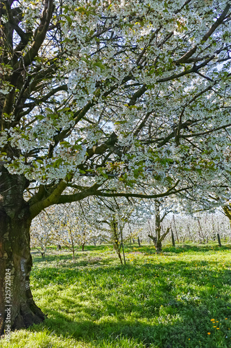 Spring blossom of cherry fruit tree in orchard