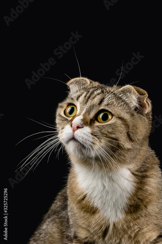 Surprise in the look of a cat that looks up. © Юрий Матвеев