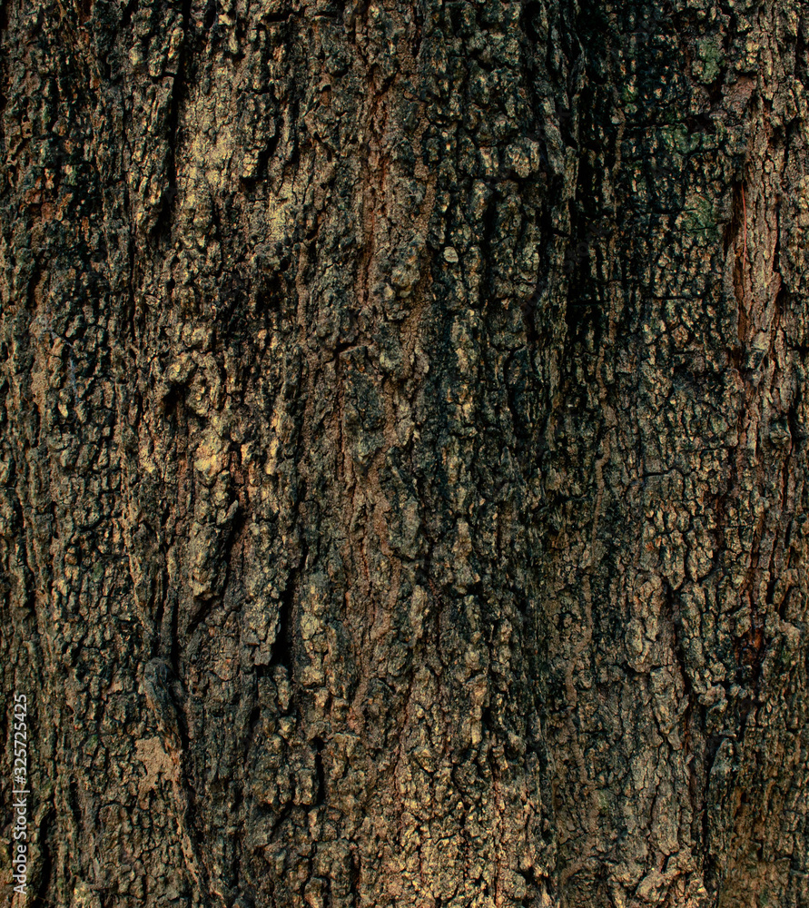 Fototapeta premium tree background