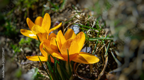 open yellow crocus flowers in a rural garden on a sunny day.