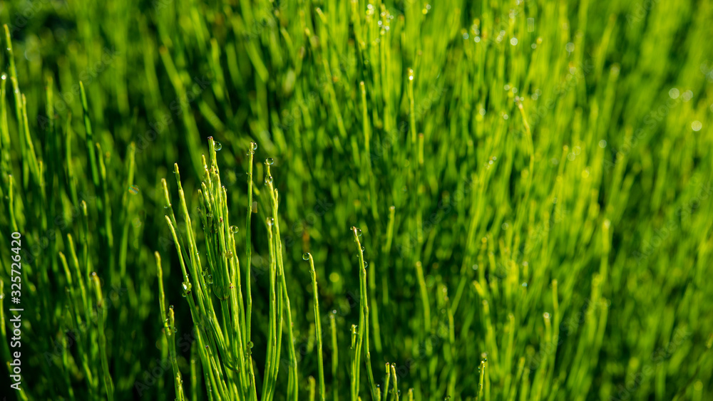 Obraz premium horsetail stalks in the morning in dew drops.
