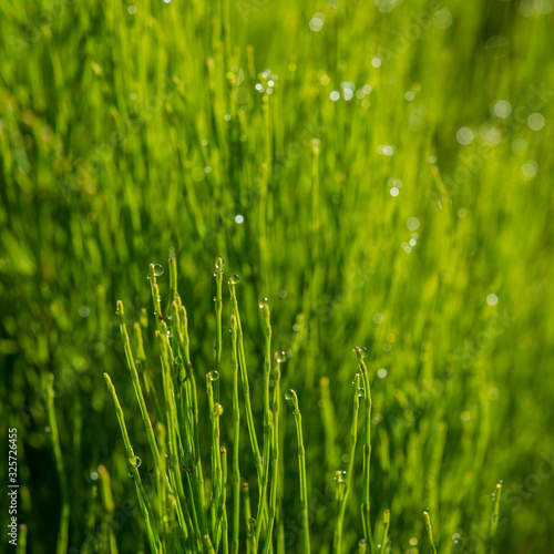 horsetail stalks in the morning in dew drops.