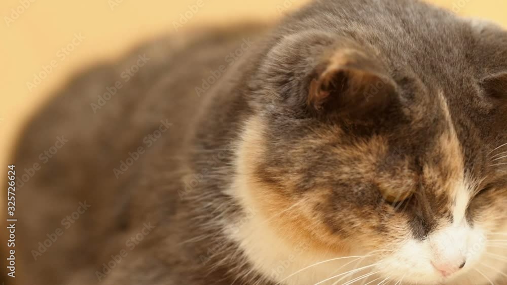 cute plump cat face with a white collar on studio yellow background, serious domestic pet with chubby cheeks cute plump cat face with a white collar on studio yellow background, serious domestic pet with chubby cheeks