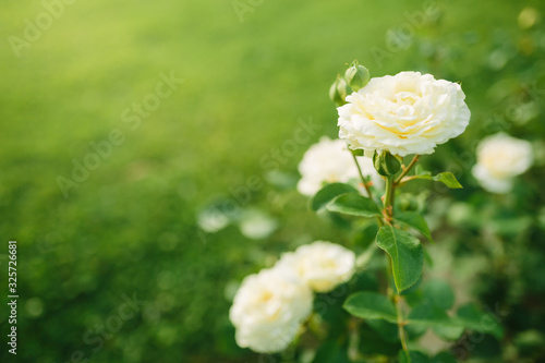 Wonderful white rose flower blooming on bush in the sunset garden © dariazu