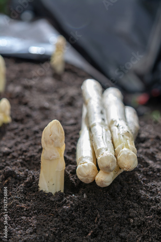 New harvest of white asparagus vegetable plant on farm fields in Netherlands and Germany