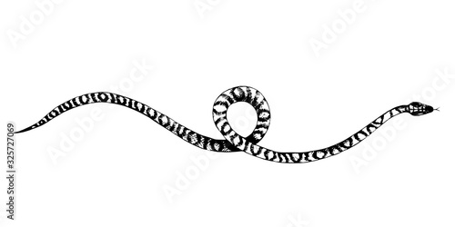 vector  snakes pencil drawing, vintage style graphic black and white, viper, python illustration