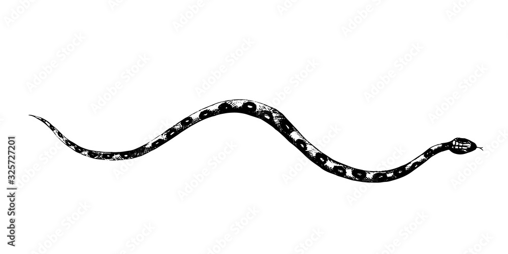 vector  snakes pencil drawing, vintage style graphic black and white, viper, python illustration - obrazy, fototapety, plakaty 