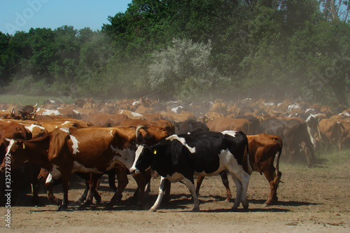 Breeding cows. Animals business. The herd is coming. Livestock beef. Cattle herd background. © dimdiz