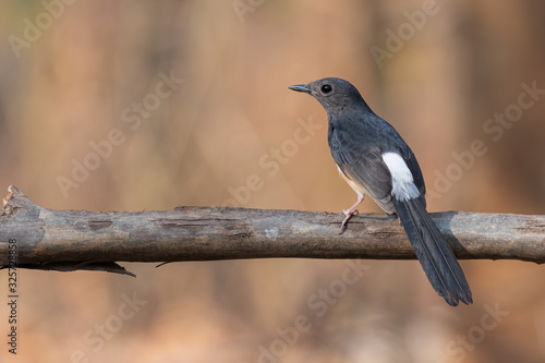 Female White-rumped Shama perching on a perch looking into a distance