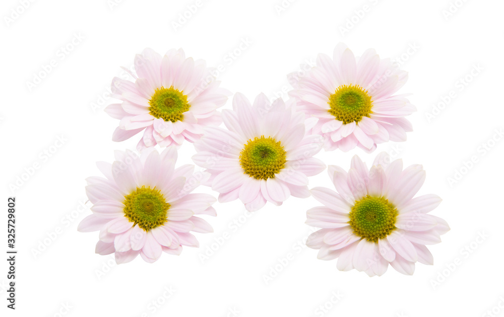 pink chrysanthemum pink chrysanthemum